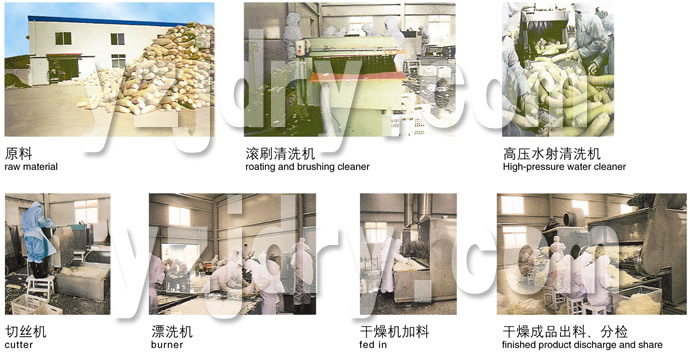 DWC系列脱水蔬菜带式干燥机